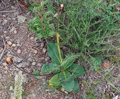 Gerbera piloselloides