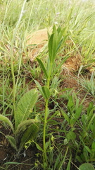 Rotheca hirsuta triphylla