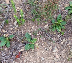 Gerbera piloselloides