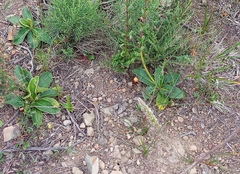 Gerbera piloselloides