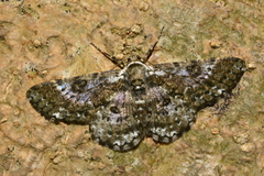 Iridopsis validaria