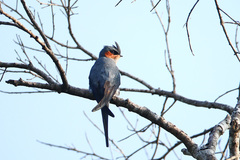 Hemiprocne coronata