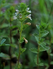 Euphrasia regelii