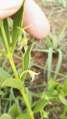 Rotheca hirsuta triphylla