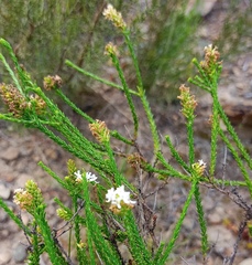 Selago ramosissima