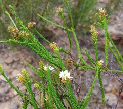 Selago ramosissima
