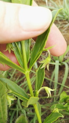 Rotheca hirsuta triphylla