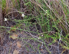 Jamesbrittenia argentea