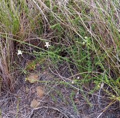 Jamesbrittenia argentea