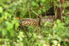Panthera pardus kotiya