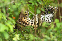 Panthera pardus kotiya