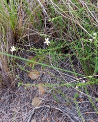 Jamesbrittenia argentea