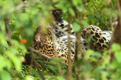 Panthera pardus kotiya