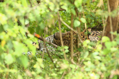 Panthera pardus kotiya