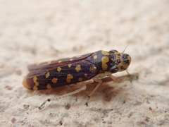 Paraulacizes thunbergi