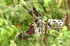 Panthera pardus kotiya