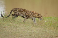 Panthera pardus kotiya