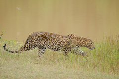 Panthera pardus kotiya