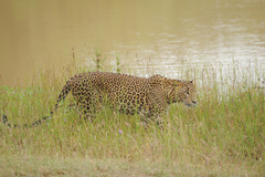 Panthera pardus kotiya