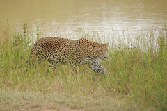 Panthera pardus kotiya