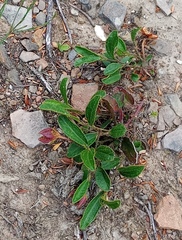 Hibiscus aethiopicus