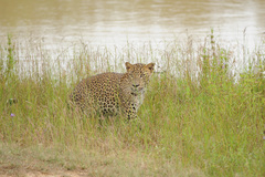 Panthera pardus kotiya