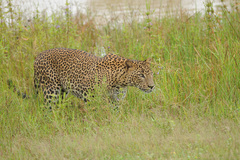 Panthera pardus kotiya