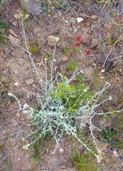 Helichrysum rosum