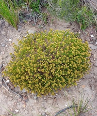 Helichrysum asperum glabrum