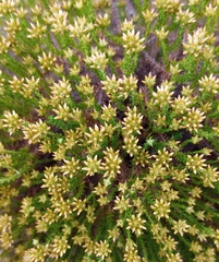 Helichrysum asperum glabrum