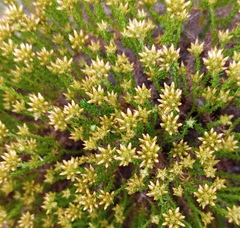 Helichrysum asperum glabrum
