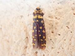 Paraulacizes thunbergi