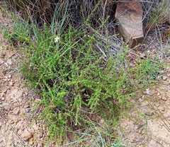 Jamesbrittenia argentea