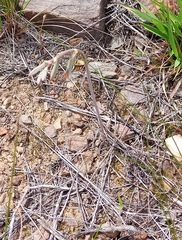 Dipcadi brevifolium