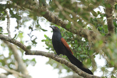 Centropus sinensis parroti