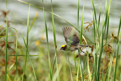 Ploceus manyar
