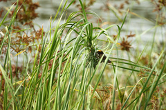 Ploceus manyar