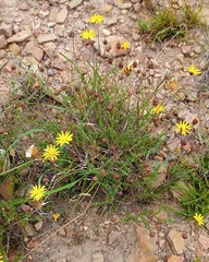 Ursinia discolor