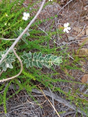 Jamesbrittenia argentea