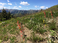 Ipomopsis aggregata aggregata