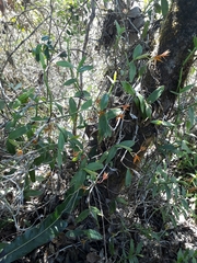 Epidendrum geminiflorum