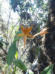 Epidendrum geminiflorum