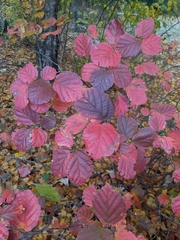 Fothergilla ×intermedia