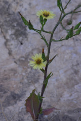 Lactuca tuberosa