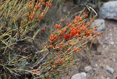 Ephedra equisetina
