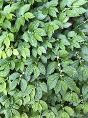 Elatostema parvum