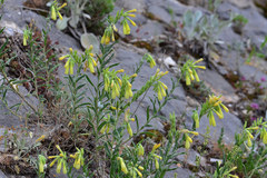 Onosma heterophylla