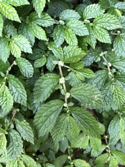 Elatostema parvum