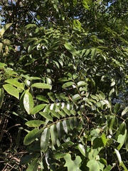 Meliosma rhoifolia