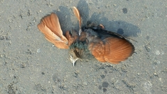 Centropus sinensis parroti